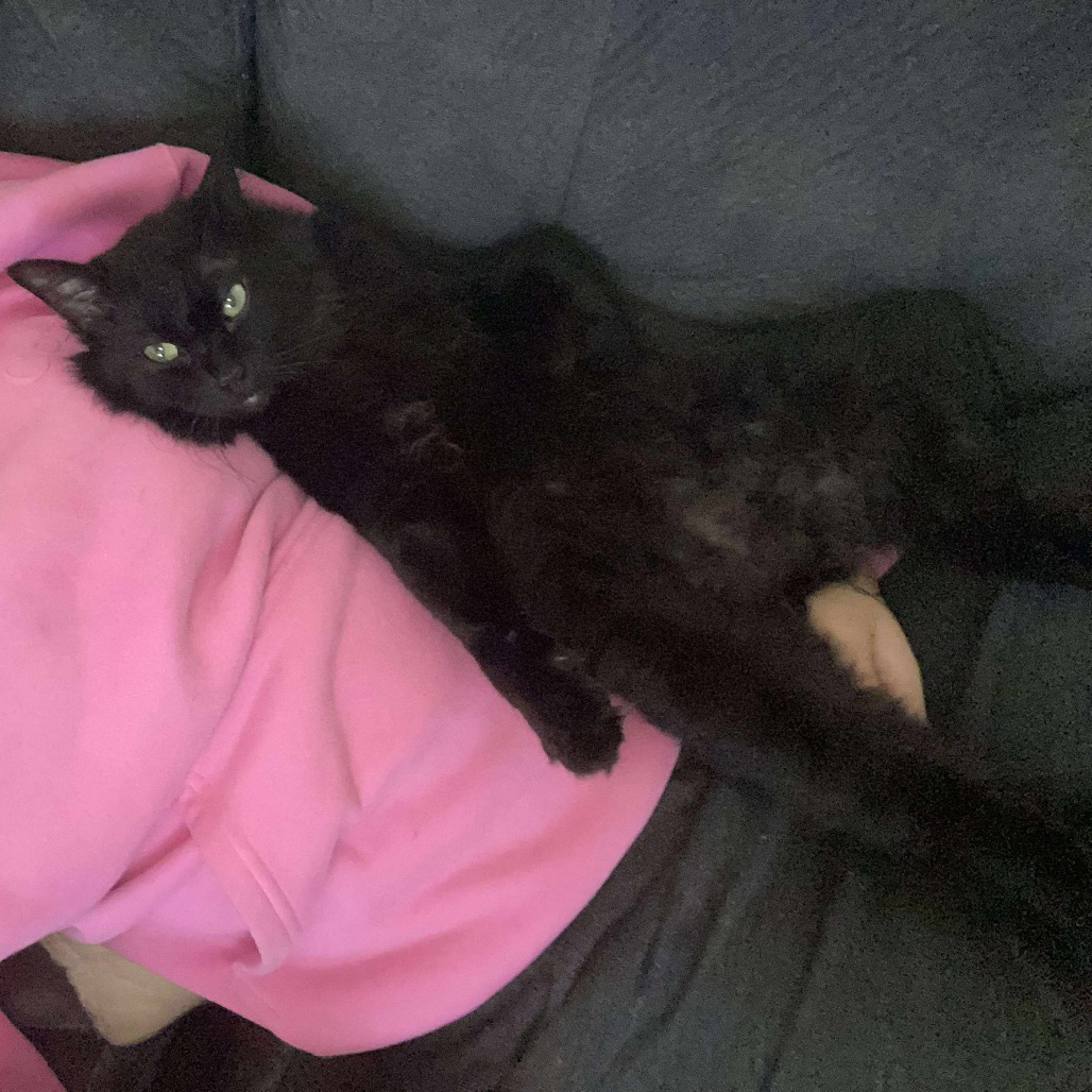 Toothless, an adoptable Domestic Long Hair in Jacksonville, OR, 97530 | Photo Image 1