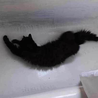 Toothless, an adoptable Domestic Long Hair in Jacksonville, OR, 97530 | Photo Image 2