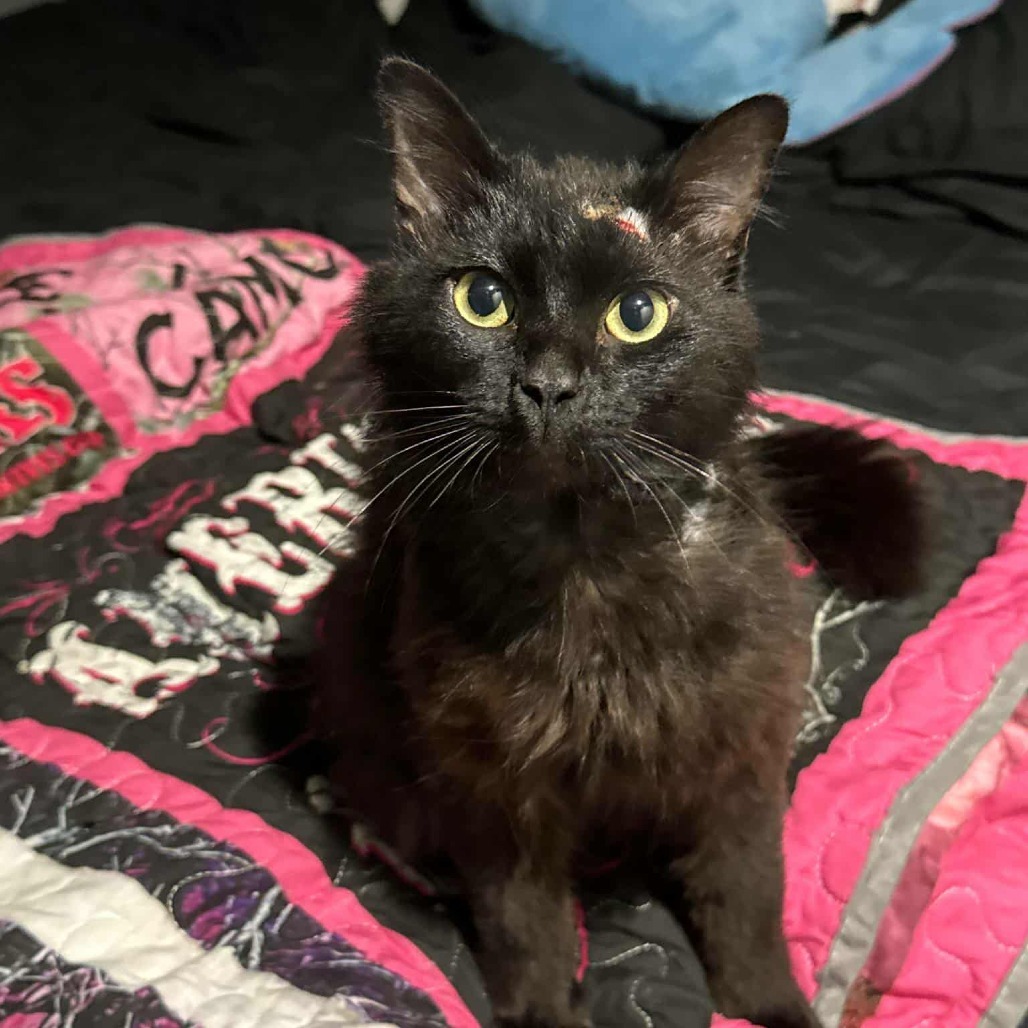 Toothless, an adoptable Domestic Long Hair in Jacksonville, OR, 97530 | Photo Image 3