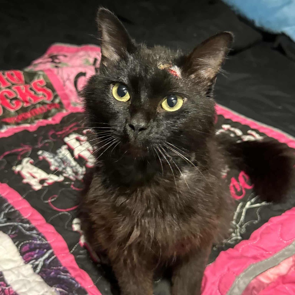 Toothless, an adoptable Domestic Long Hair in Jacksonville, OR, 97530 | Photo Image 4