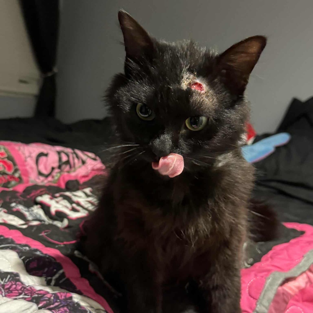 Toothless, an adoptable Domestic Long Hair in Jacksonville, OR, 97530 | Photo Image 5