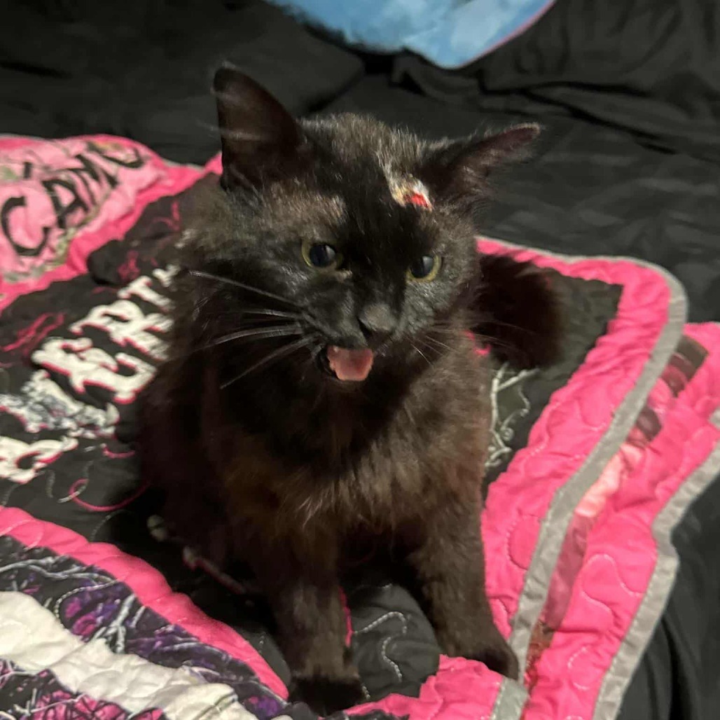 Toothless, an adoptable Domestic Long Hair in Jacksonville, OR, 97530 | Photo Image 6