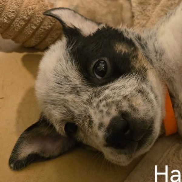 Hank