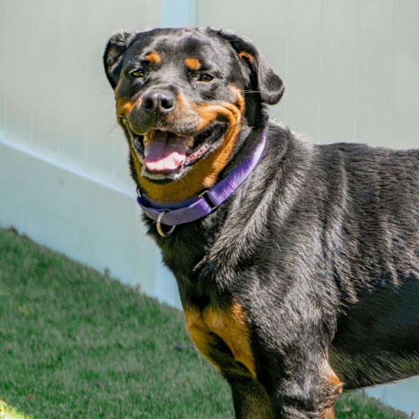 Roxie