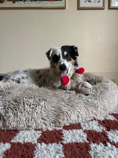 Walton, an adoptable Mixed Breed in Houghton, MI, 49931 | Photo Image 1