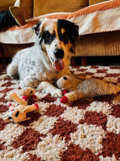 Walton, an adoptable Mixed Breed in Houghton, MI, 49931 | Photo Image 2
