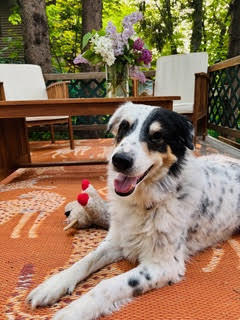 Walton, an adoptable Mixed Breed in Houghton, MI, 49931 | Photo Image 3