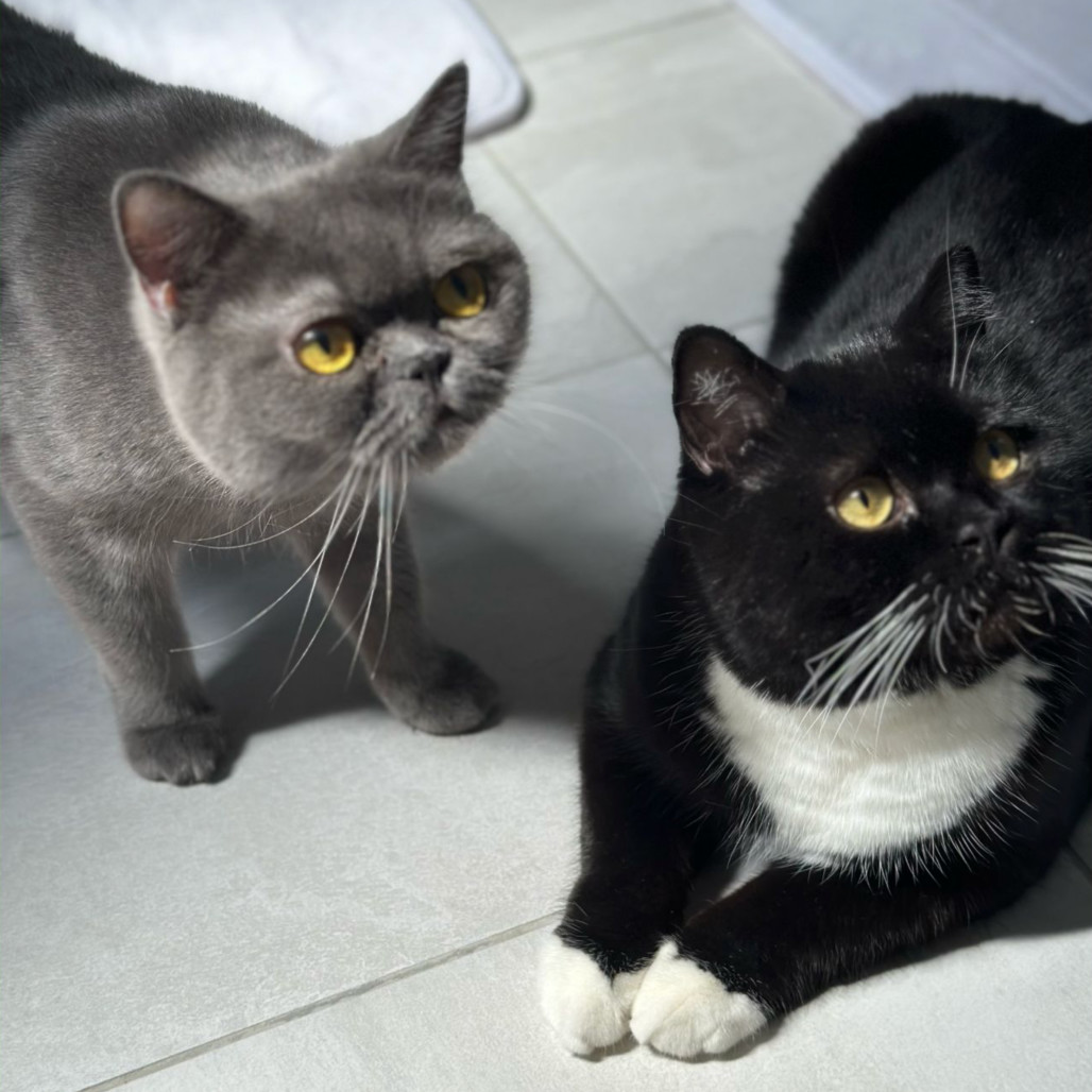 Lily Kuwait (bonded w/Oliver Kuwait) Adoption Pending