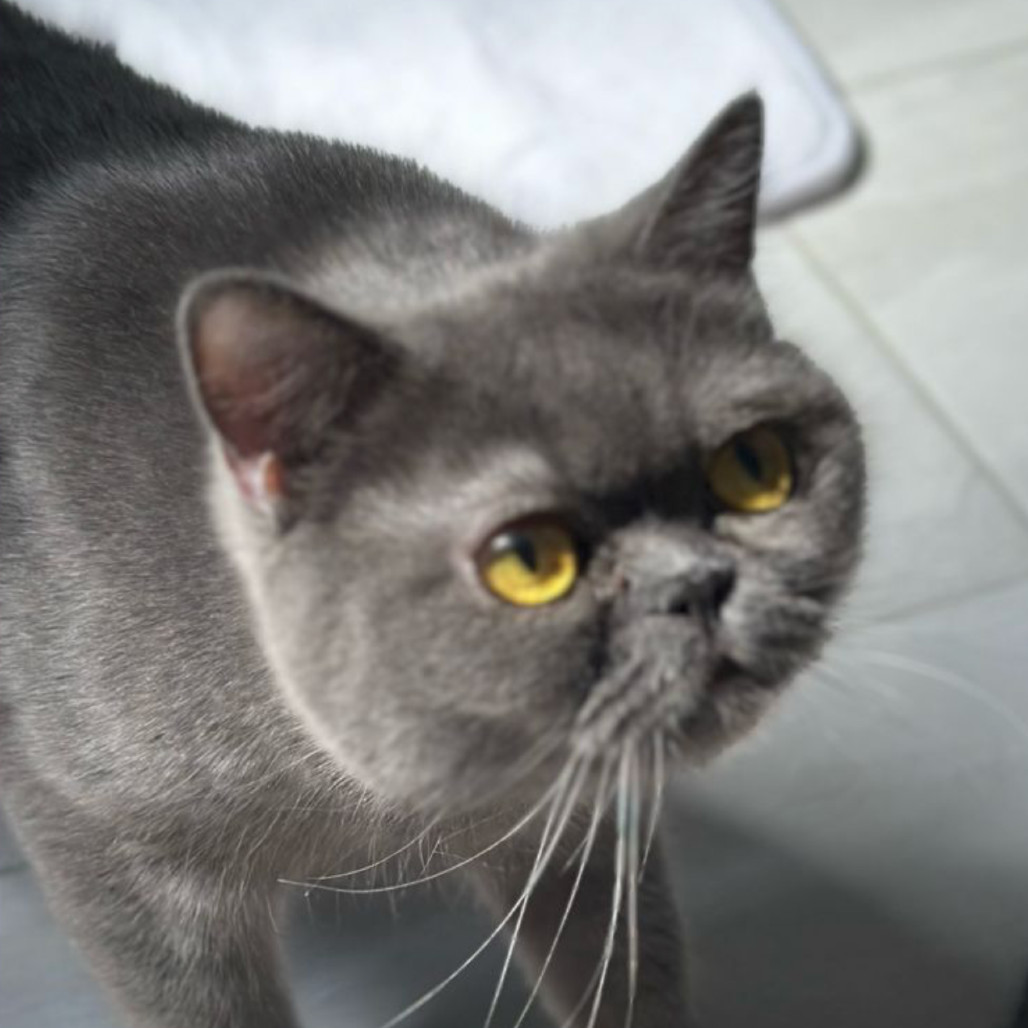 Lily Kuwait (bonded w/Oliver Kuwait) Adoption Pending