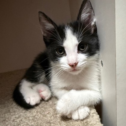 Pudgy