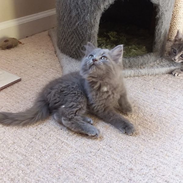Meredith