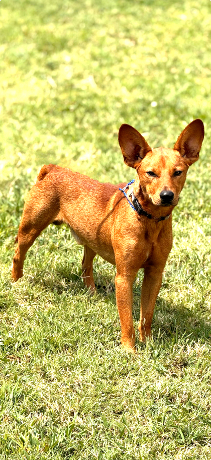 Scrappy