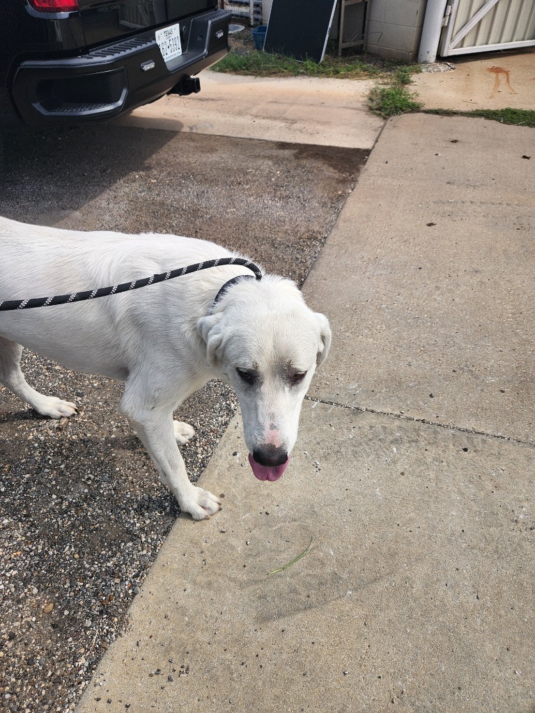 Brut, an adoptable Akbash, Mixed Breed in Belton, TX, 76513 | Photo Image 1