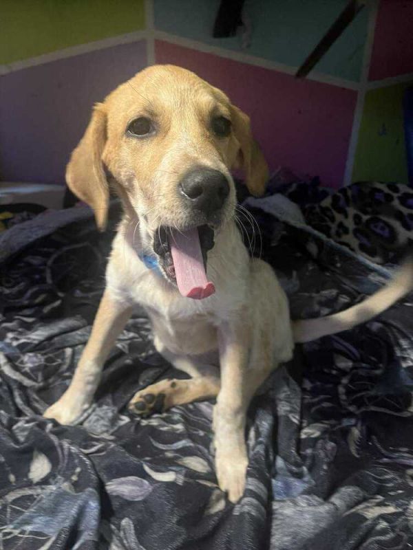 Sunny - Fostered in Omaha