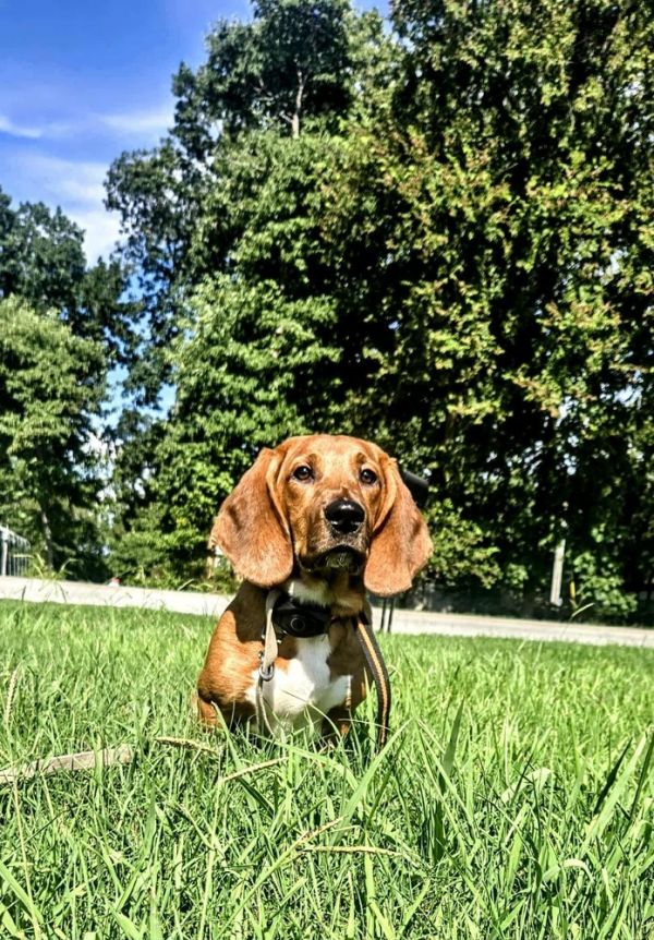Boomer - COMING SOON