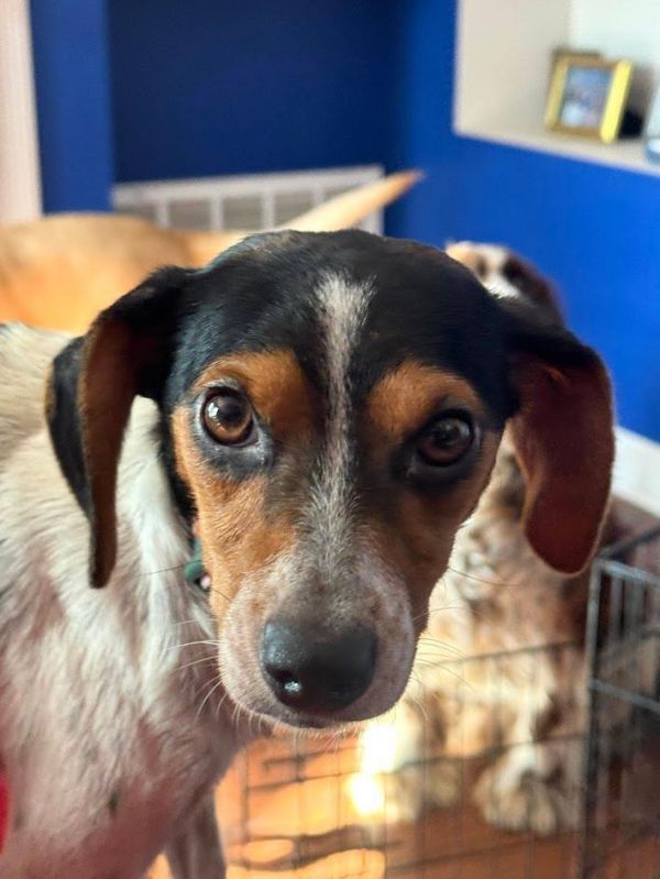 Brenda - Fostered in SE Nebraska