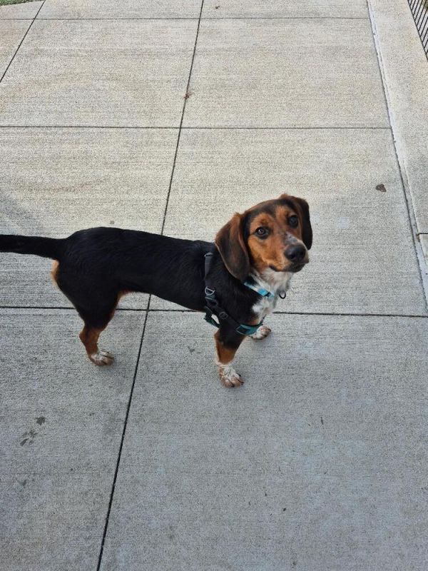 Tucker - Fostered in Omaha
