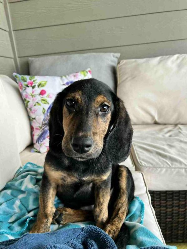 Winston - fostered in Omaha