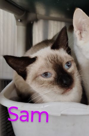 Sam