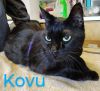 Kovu