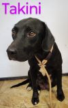 Takini