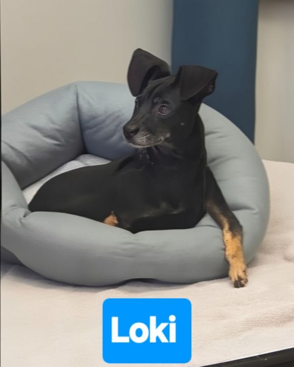 Loki