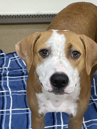 Lulu