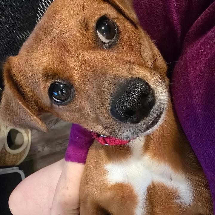 Violet