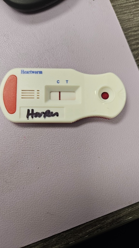 Harper
