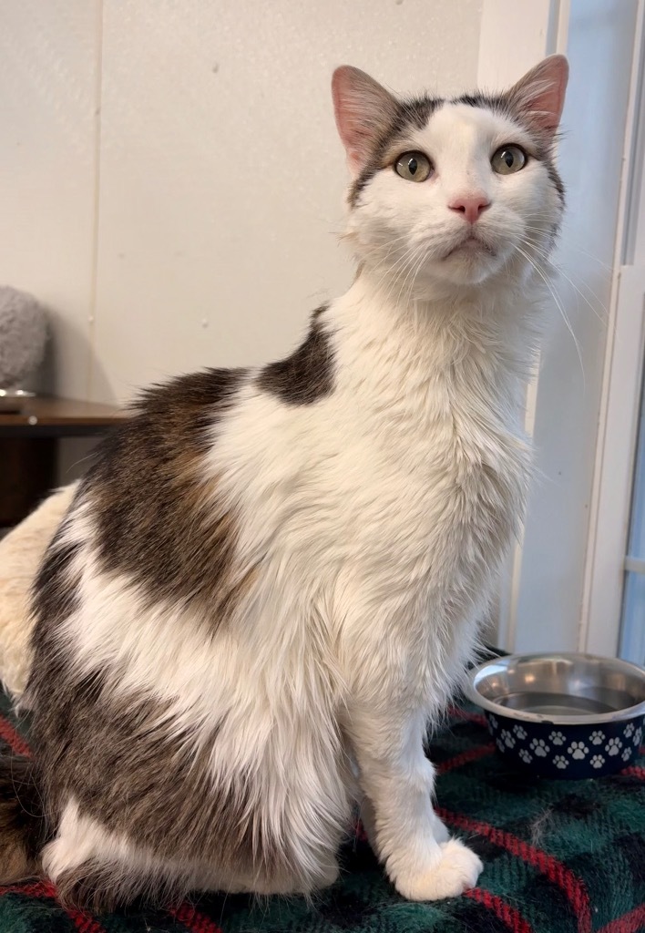 Klaus