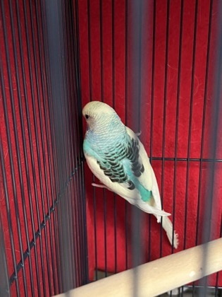 Beau
