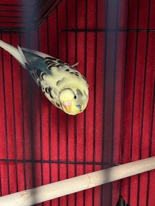 Tilly