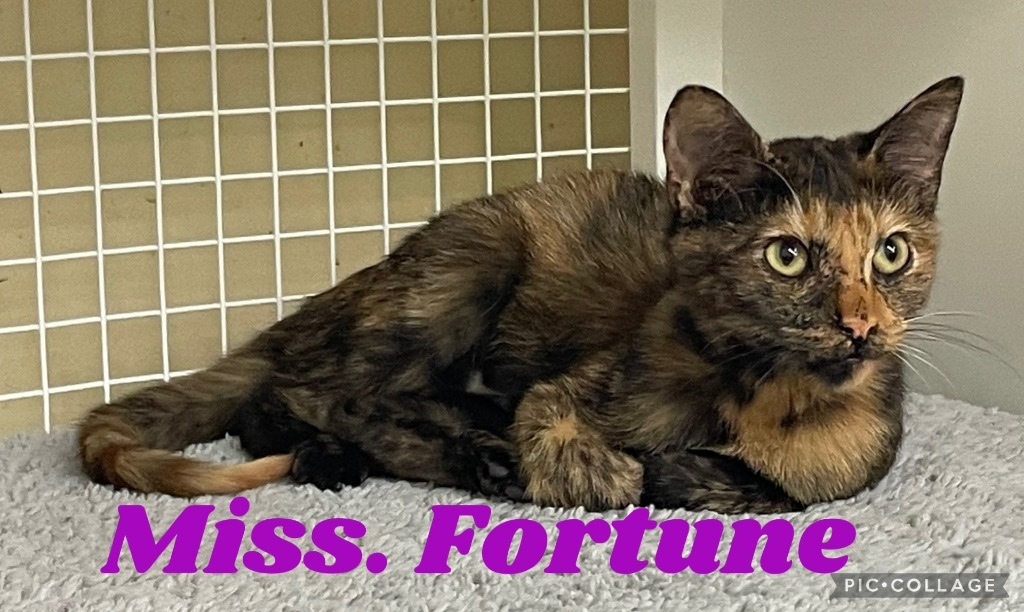 Miss Fortune