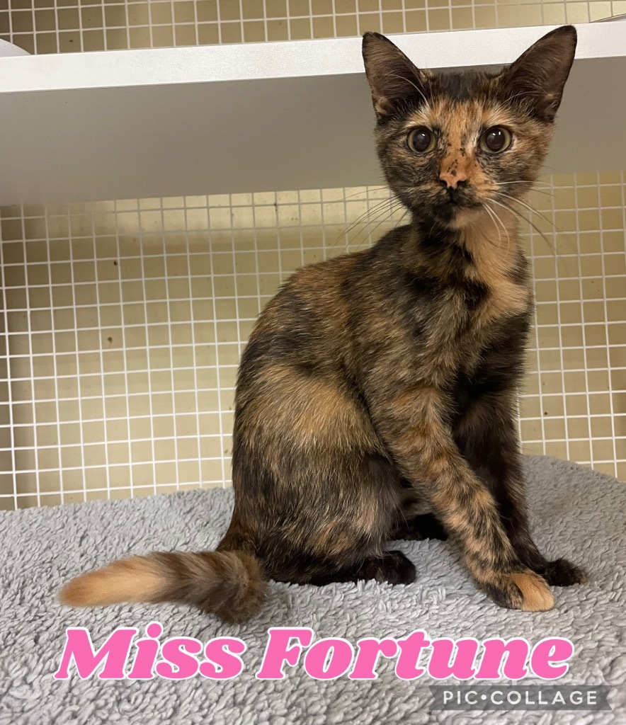 Miss Fortune