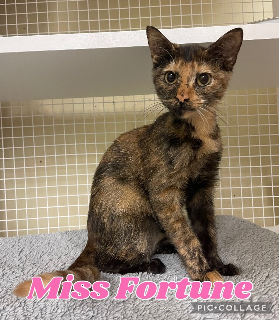 Miss Fortune
