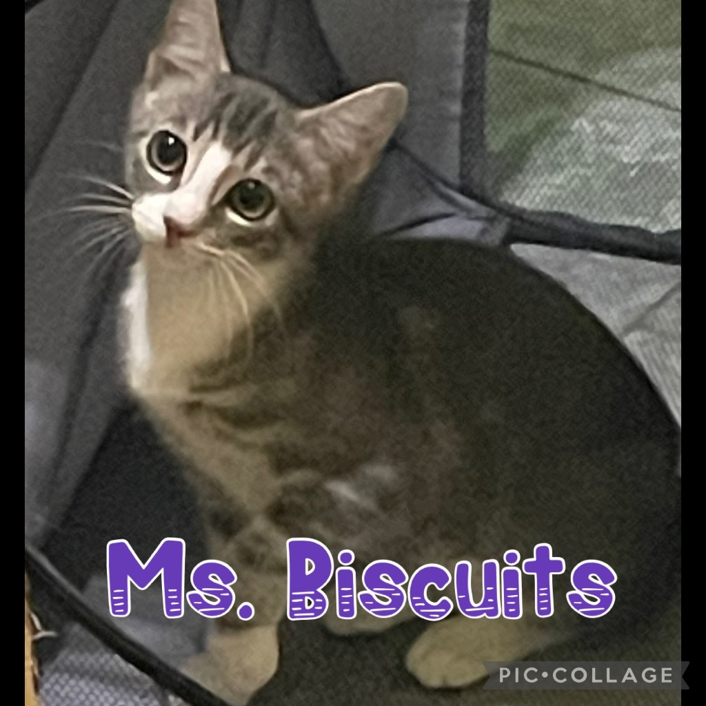 Ms Biscuits