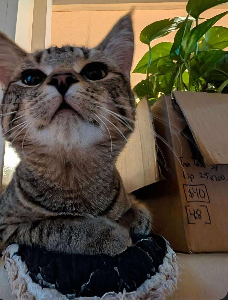 TillieTiger, an adoptable Domestic Short Hair in Cloquet, MN, 55720 | Photo Image 1