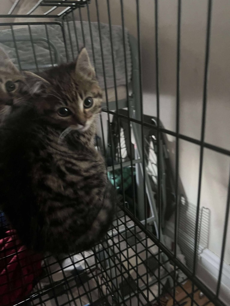 TillieTiger, an adoptable Domestic Short Hair in Cloquet, MN, 55720 | Photo Image 2