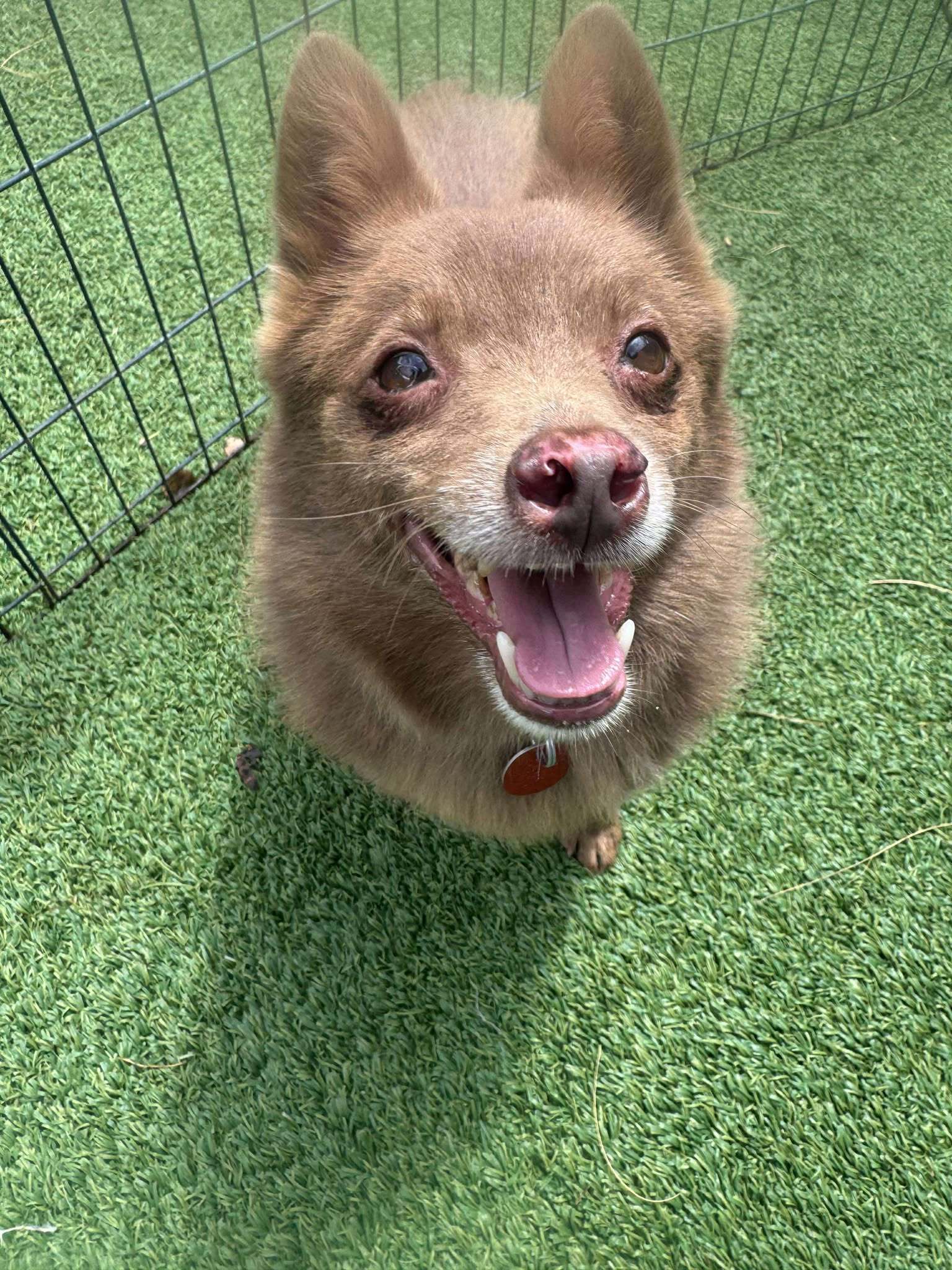 Gunner, an adoptable Schipperke in Phoenix, AZ, 85021 | Photo Image 1