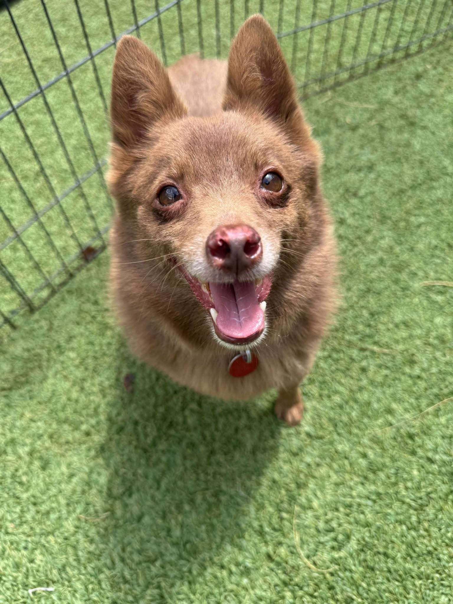 Gunner, an adoptable Schipperke in Phoenix, AZ, 85021 | Photo Image 2