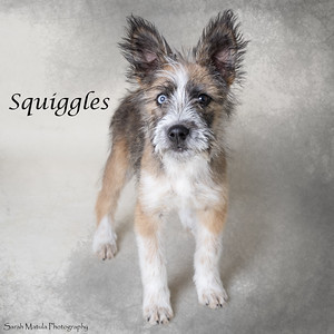 Squiggles, an adoptable Terrier, Mixed Breed in Ruidoso, NM, 88345 | Photo Image 1