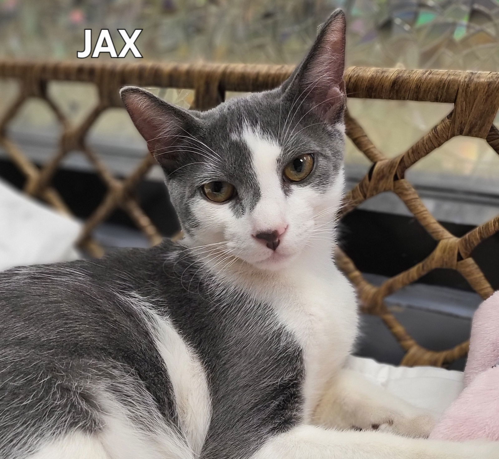 JAX