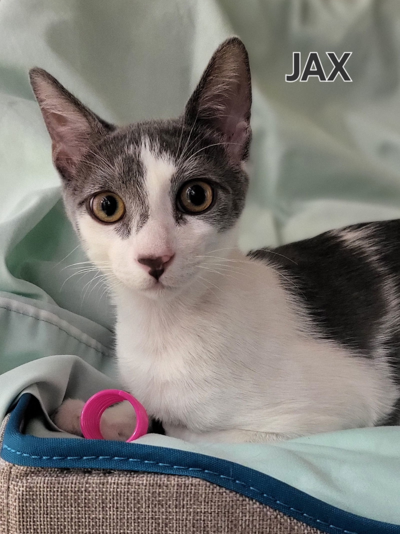 JAX