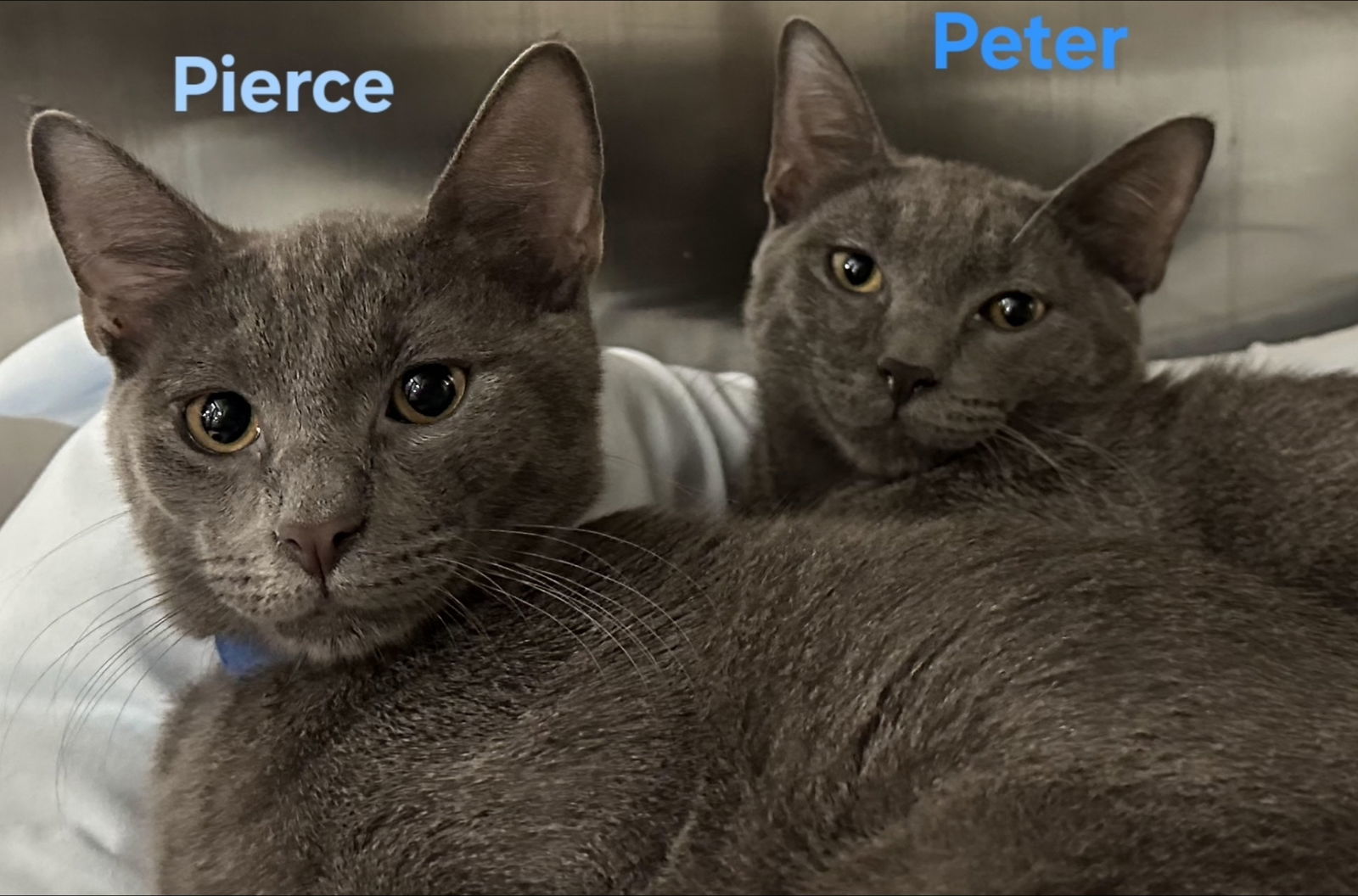 PIERCE and PETER