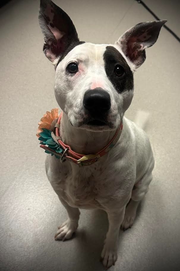 Stella, an adoptable Pit Bull Terrier in Superior, WI, 54880 | Photo Image 1