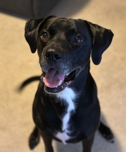 Rex (Courtesy Listing)