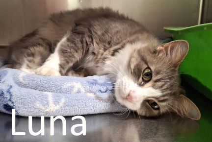 Luna