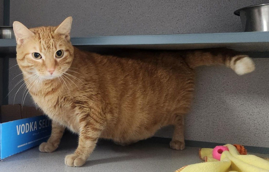 Tigger
