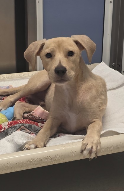 Potato, an adoptable Terrier, Mixed Breed in Honolulu, HI, 96826 | Photo Image 1