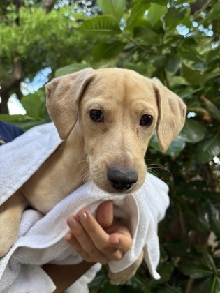 Potato, an adoptable Terrier, Mixed Breed in Honolulu, HI, 96826 | Photo Image 1